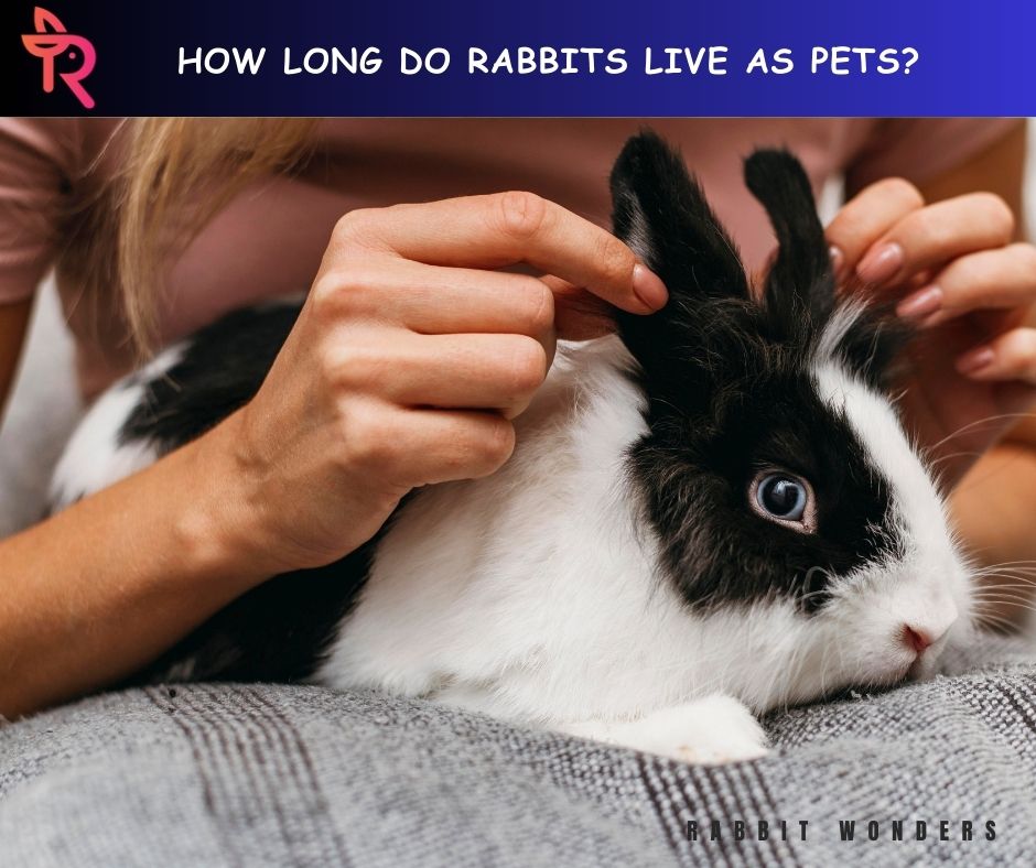 How Long Do Rabbits Live as Pets