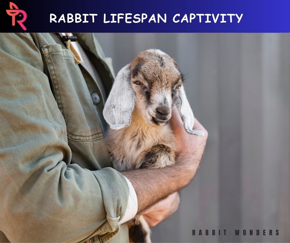 Rabbit Lifespan Captivity
