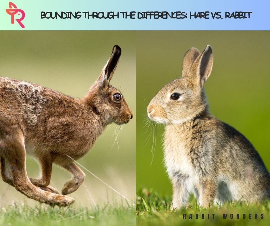 Bounding Through the Differences: Hare vs. Rabbit