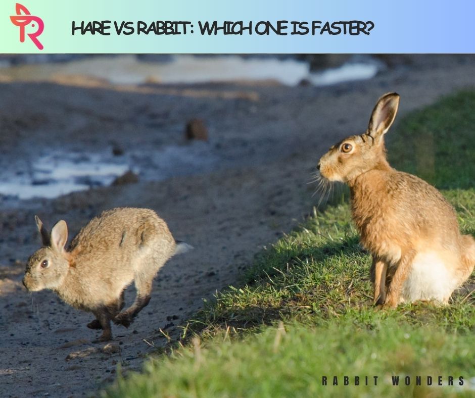 Hare vs Rabbit: Which One is Faster?
