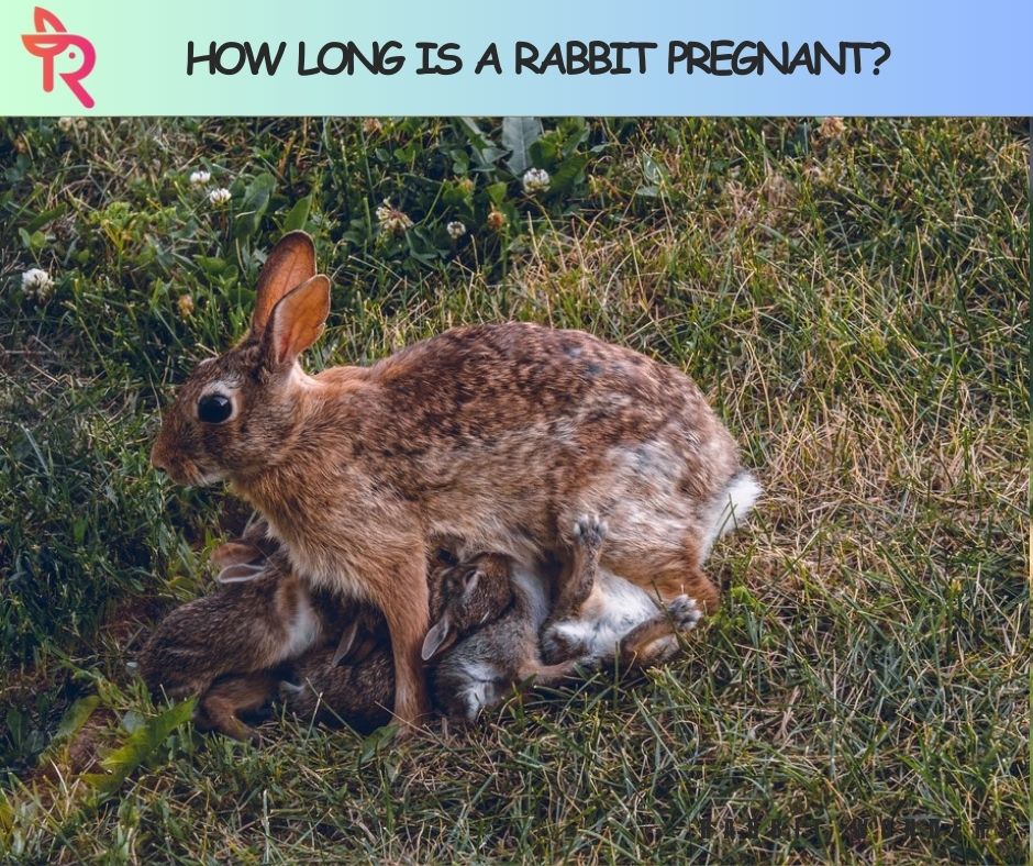 How Long Is a Rabbit Pregnant?