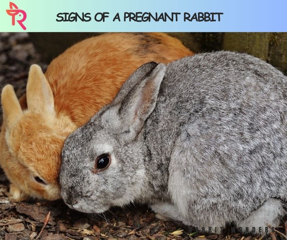 Signs of a Pregnant Rabbit

