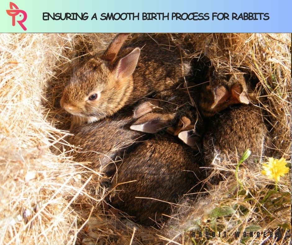 Ensuring a Smooth Birth Process for Rabbits