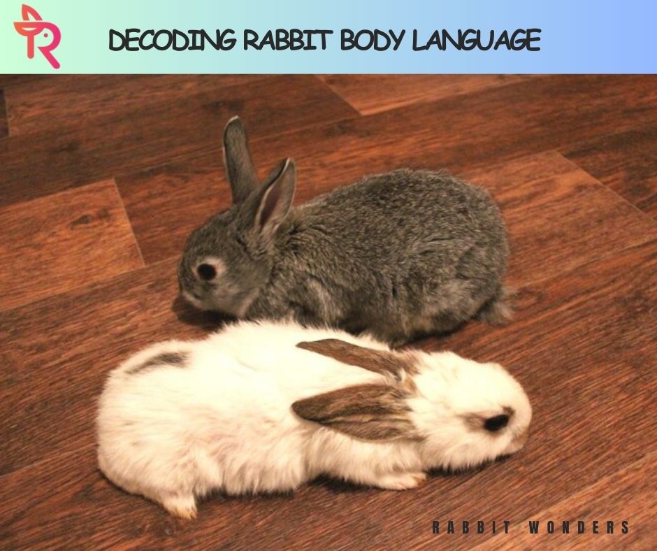 Decoding Rabbit Body Language