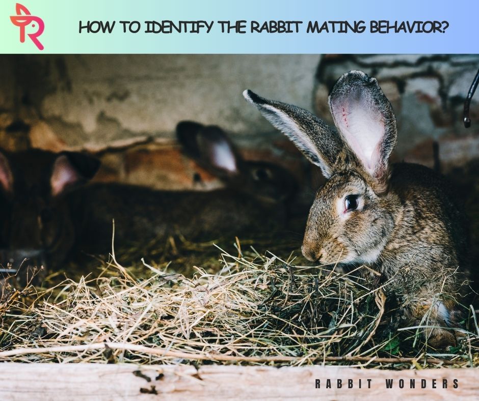 How to identify the rabbit mating behavior?
