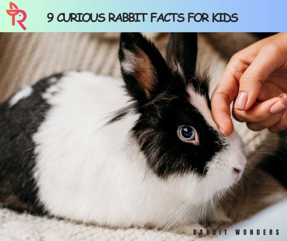 9 Curious Rabbit Facts for Kids