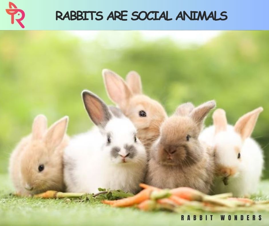 Rabbits are social animals