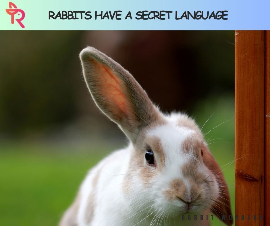 Rabbits Have a Secret Language