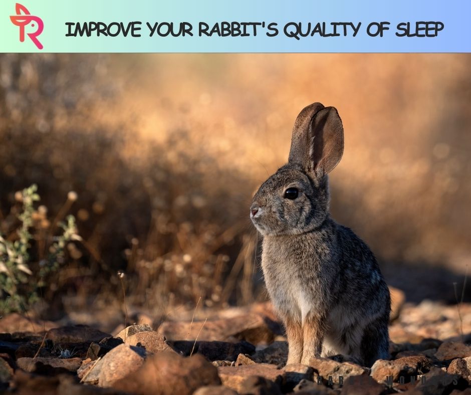 Improve Your Rabbit's Quality of Sleep