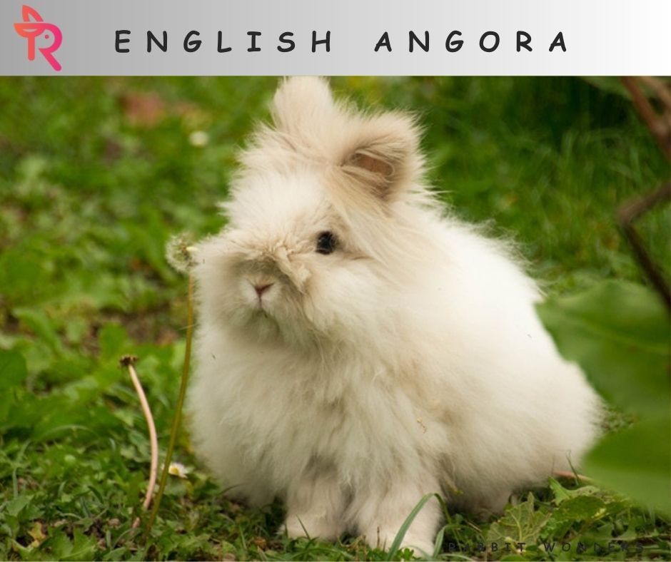 English Angora