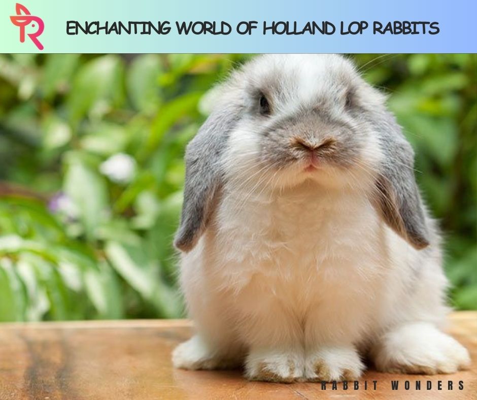 The Enchanting World of Holland Lop Rabbits