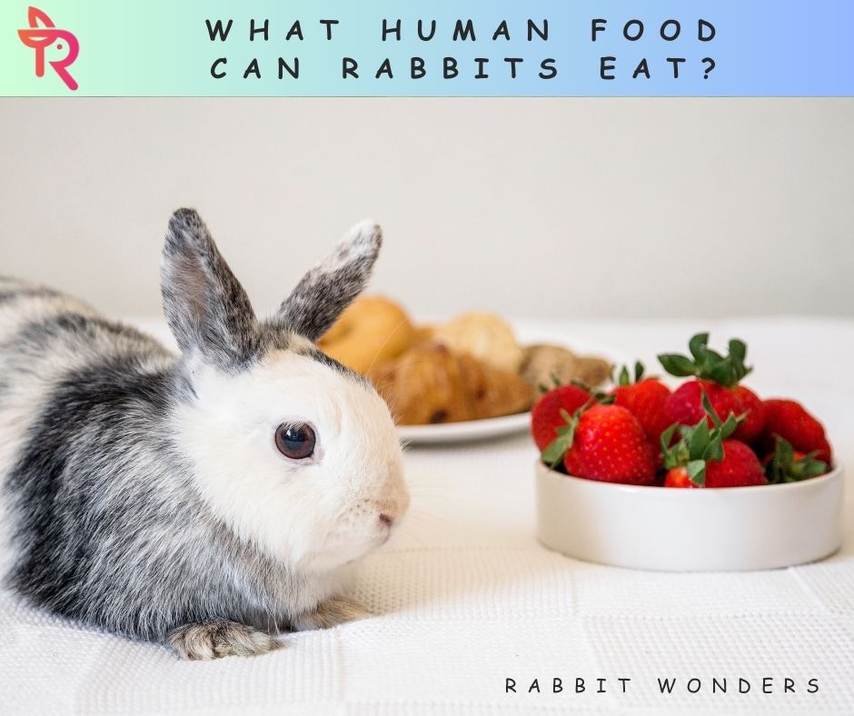 What human food can rabbits eat