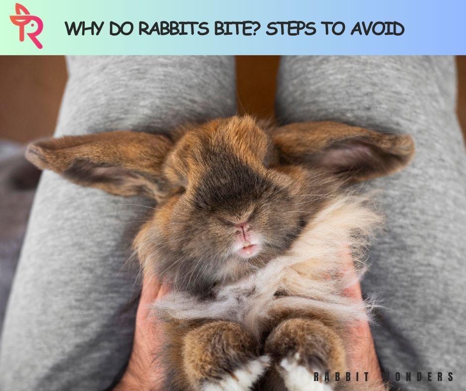 Why Do Rabbits Bite