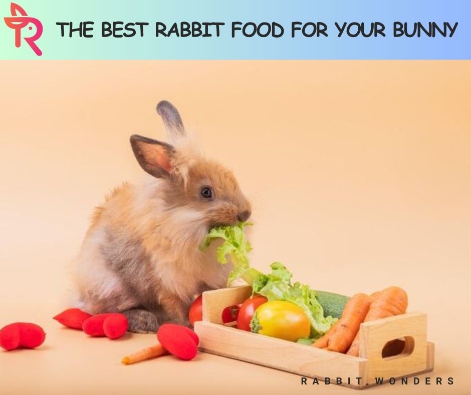 The Best Rabbit Food for Your Bunny