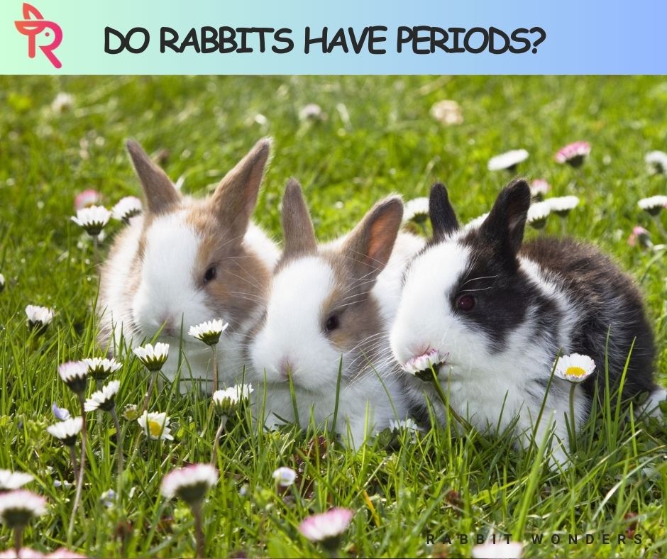 Do Rabbits Have Periods