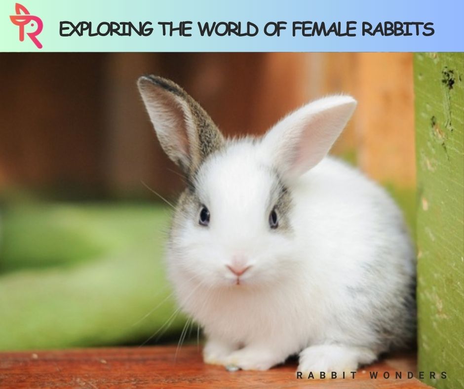 Exploring the World of Female Rabbits