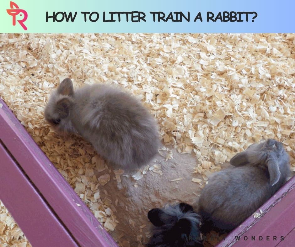 how to litter train a rabbit