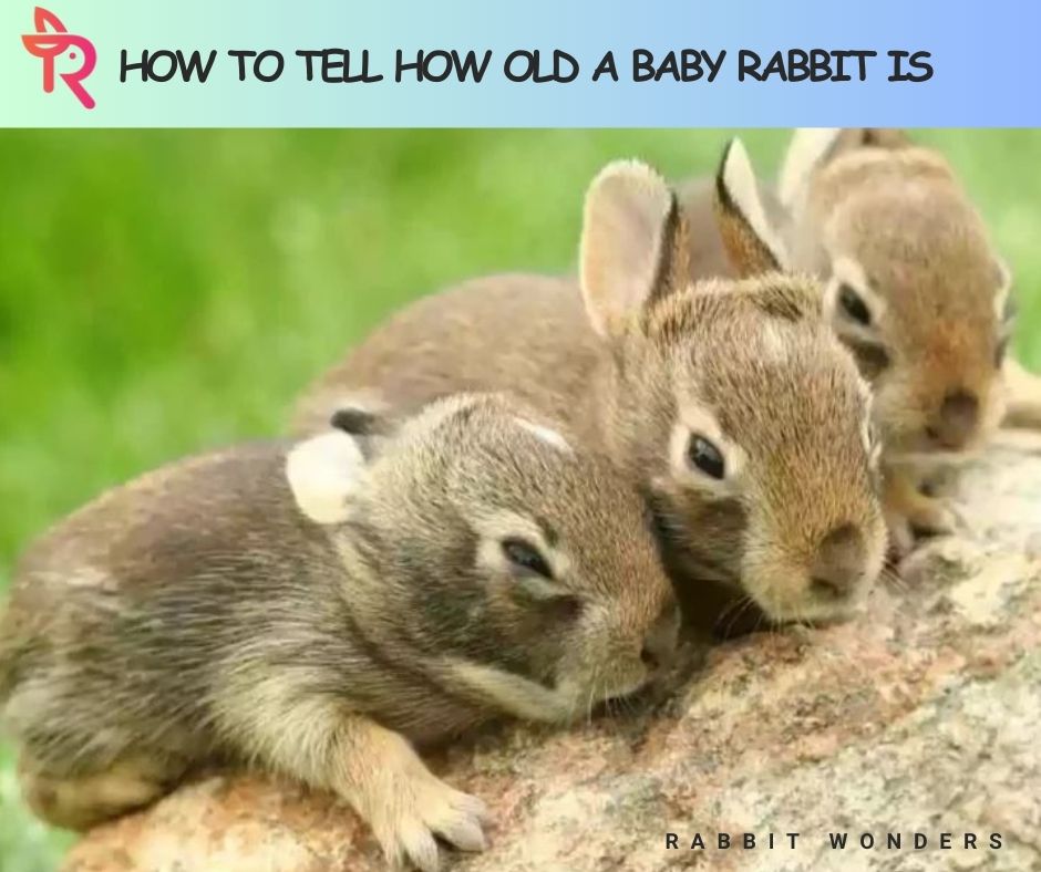 How to Tell How Old a Baby Rabbit Is