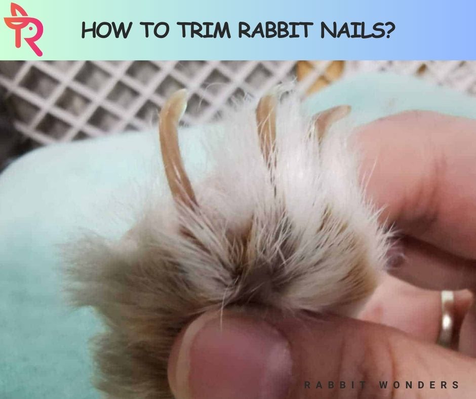 How to Trim Rabbit Nails?