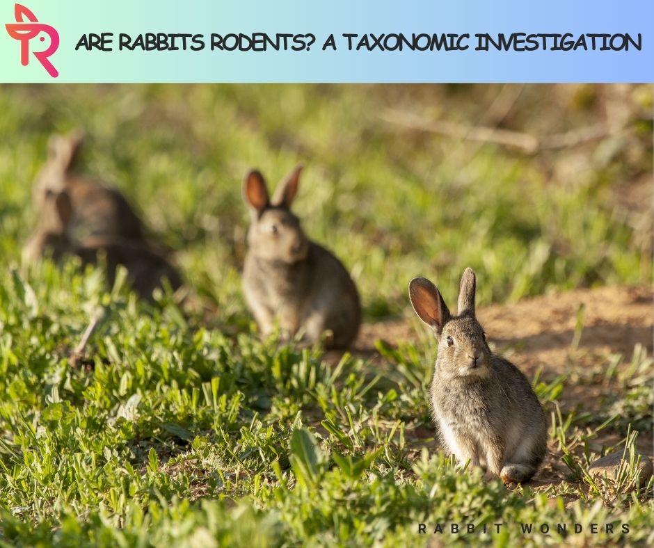 Are Rabbits Rodents? A Taxonomic Investigation