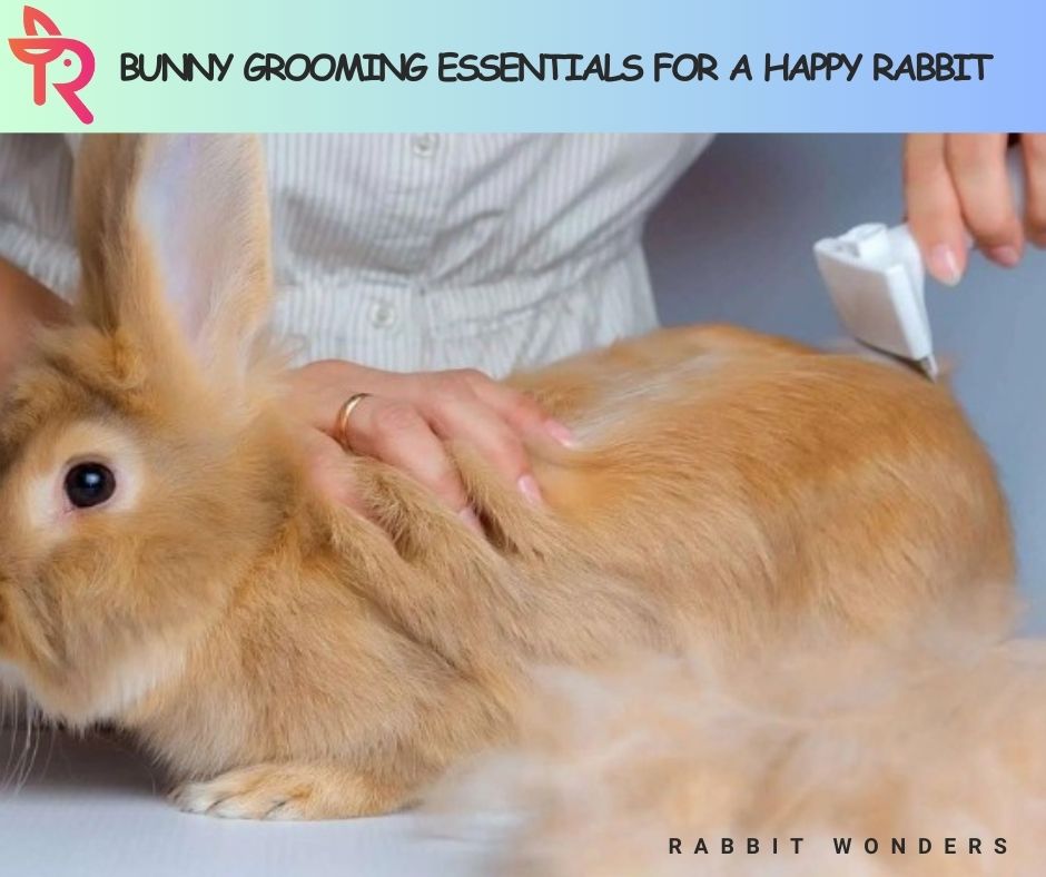 Bunny Grooming Essentials for a Happy Rabbit