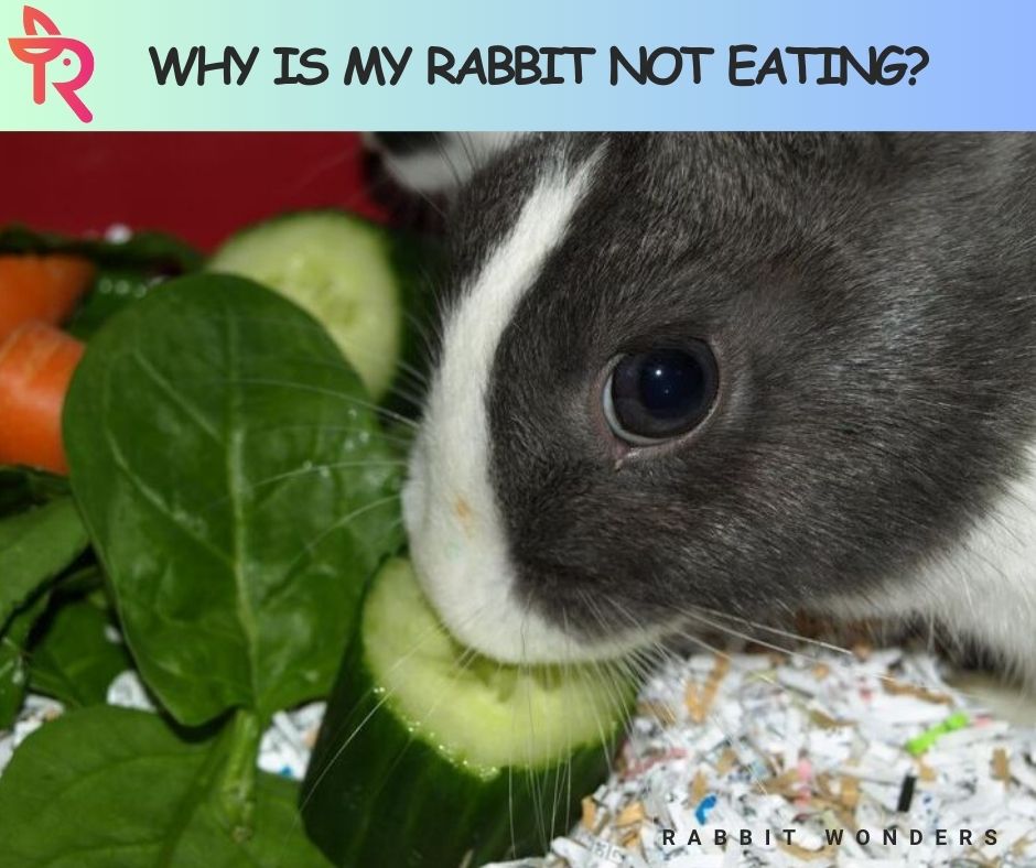 Why Is My Rabbit Not Eating?