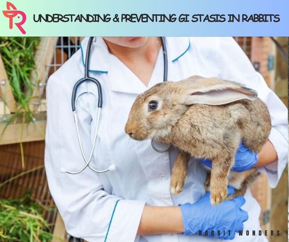 Understanding and Preventing GI Stasis in Rabbits