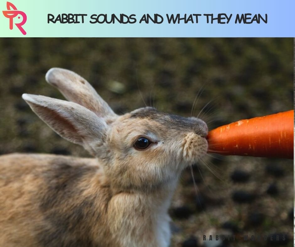 Rabbit Sounds and What They Mean